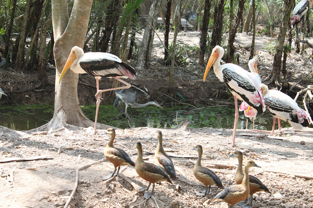Bac Lieu Bird Sanctuary, Ca Mau, Vietnam Cozy Travel