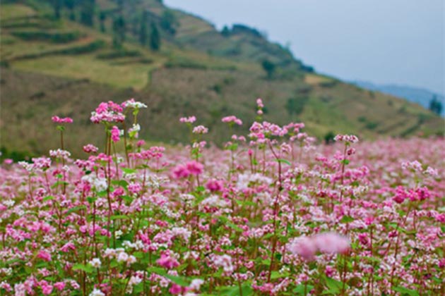 Flower in Quan Ba Ha Giang, Tours, Ha Giang, Tours, Cozy Vietnam Travel