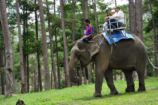 Elephant Ride in Da Dat Lam Dong, Travel, Lam Dong, Cozy Vietnam Travel