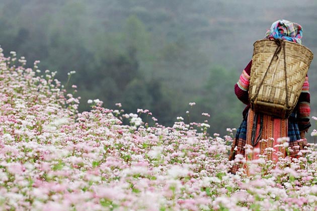 Buckwheat Flowers in Ha Giang, Tour, Ha Giang, Cozy Vietnam Travel
