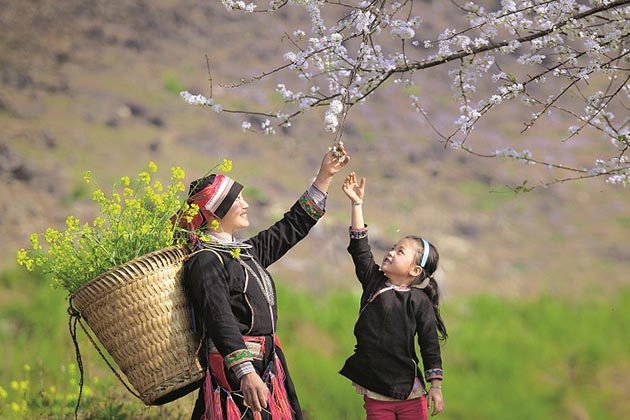 Plum Flowers in Ha Giang, Cozy Vietnam Travel