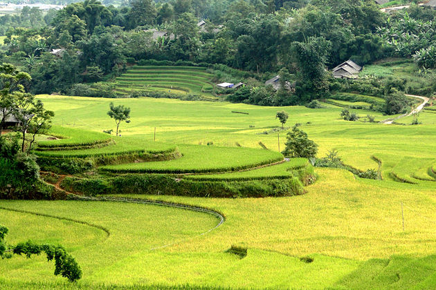 The Rice Field, Lai Chau Tours, Cozy Vietnam Travel