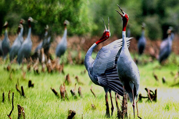 Sarus Cranes in U Minh, National Park
