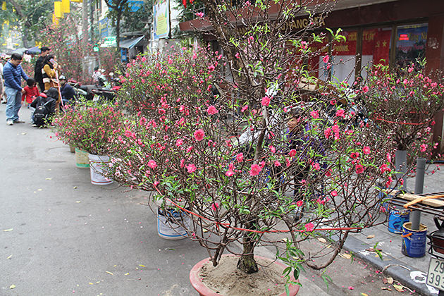 Hang Luoc Flower Market, Hanoi, Vietnam Cozy Travel