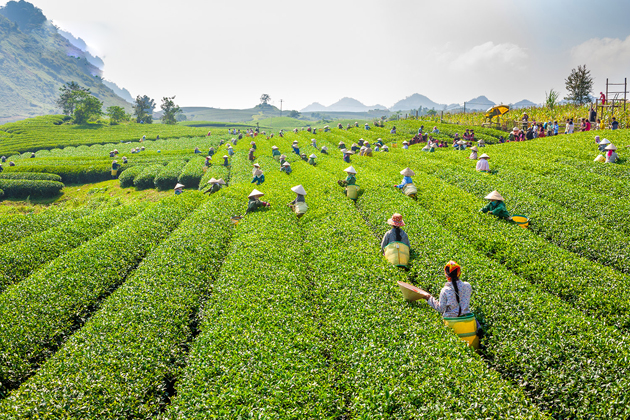 Tea Tree Farm, Moc Chau, Son La, Travel, Vietnam Cozy Travel