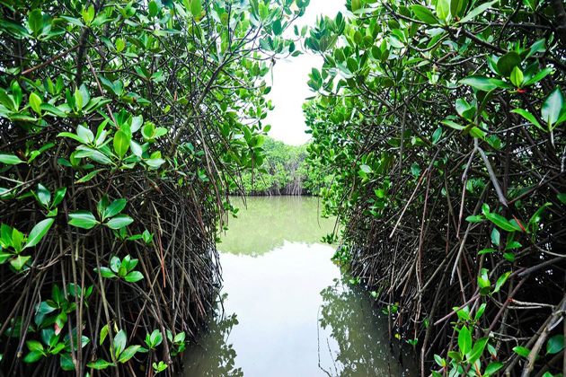 Phu Long Mangroves Forest in Hai Phong, Tour, Hai Phong, Cozy Vietnam Travel