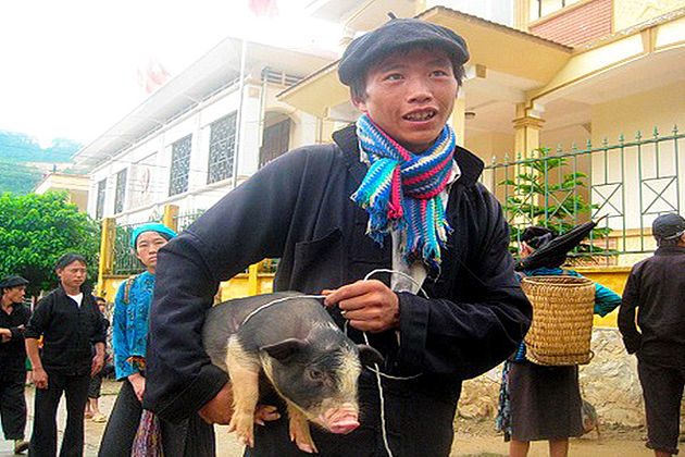 The Pig Carried Under The Armpit, Lai Chau Travel, Vietnam Cozy Travel