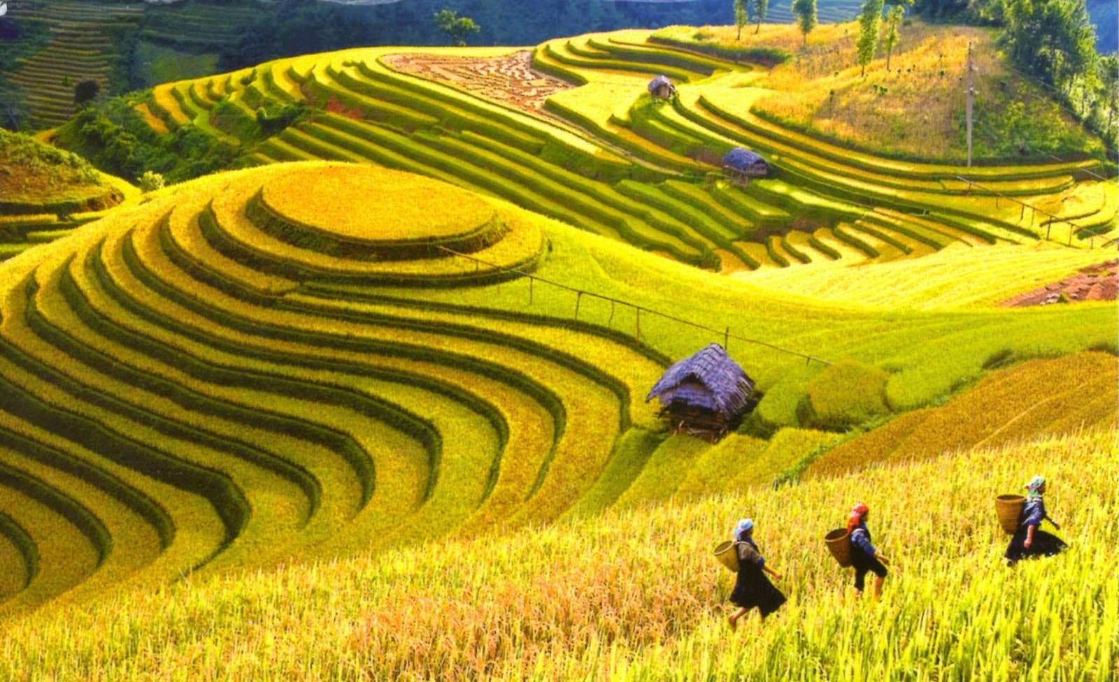 My Vietnam Family Tour – 15 Days