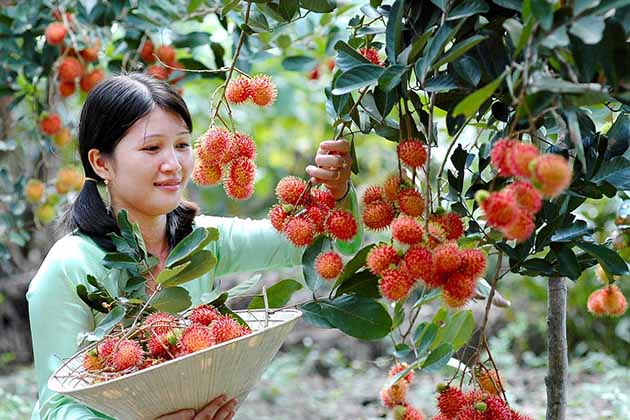 Rambutan in Mekong Delta, Travel, Mekong Delta, Cozy Vietnam Travel