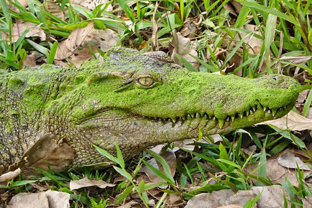 Crocodile in Nam cat tien national park, Cozy Vietnam Tours, Vietnam travel