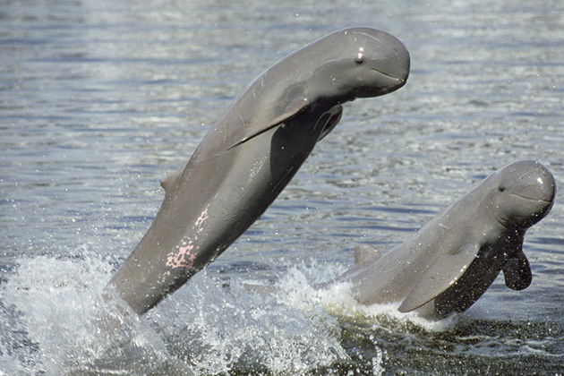Irrawaddy-dolphins
