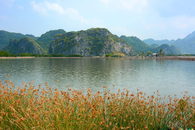 Mangroves Forest in Phu Long, Hai Phong, Tours, Cozy Vietnam Travel