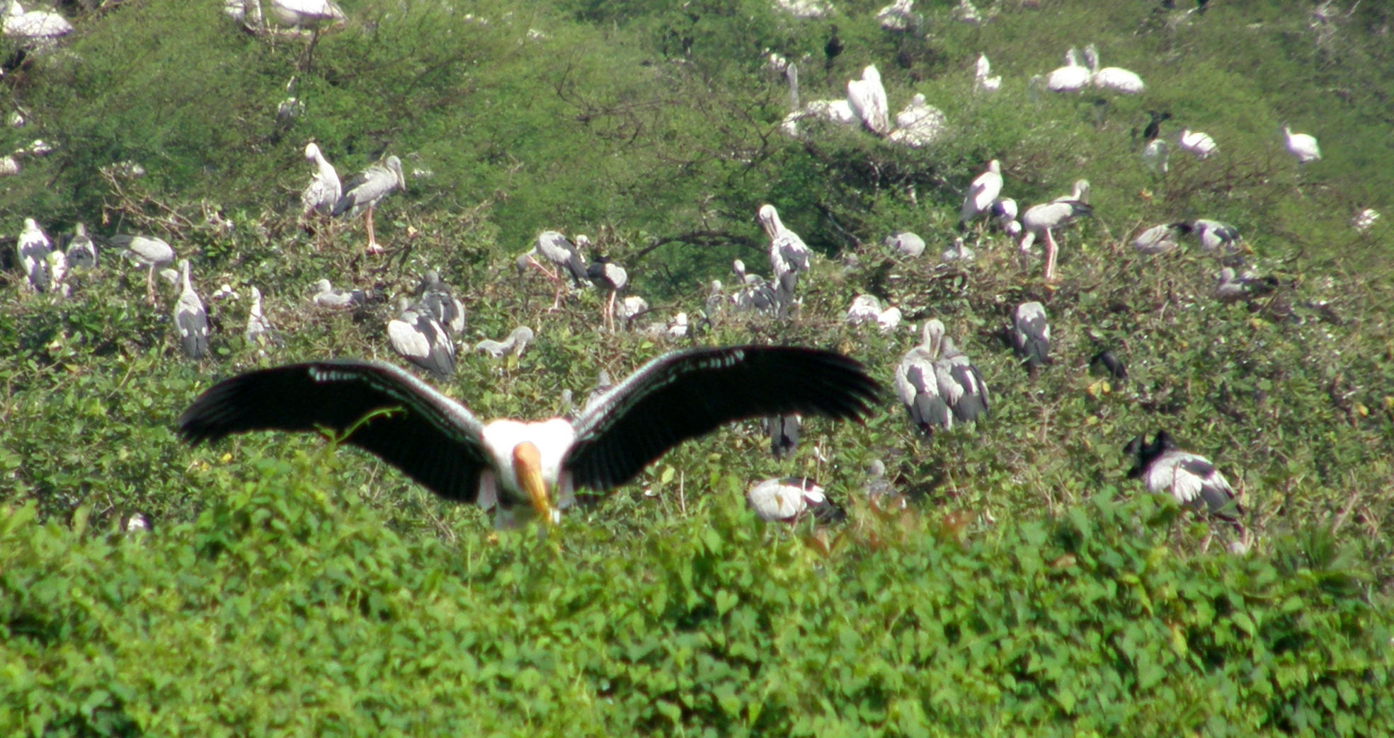 Bang Lang bird sanctuary