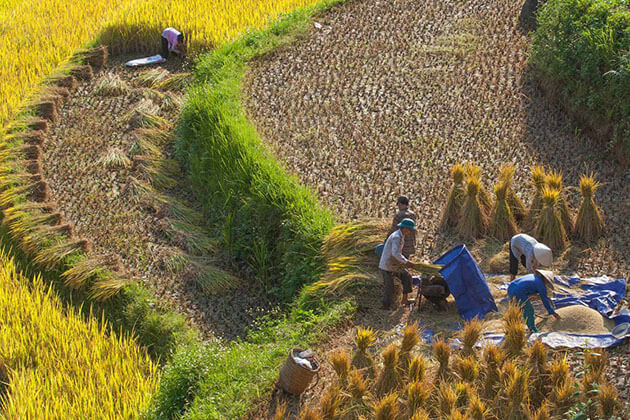  rice terraces in Sapa, Cozy Vietnam Travel