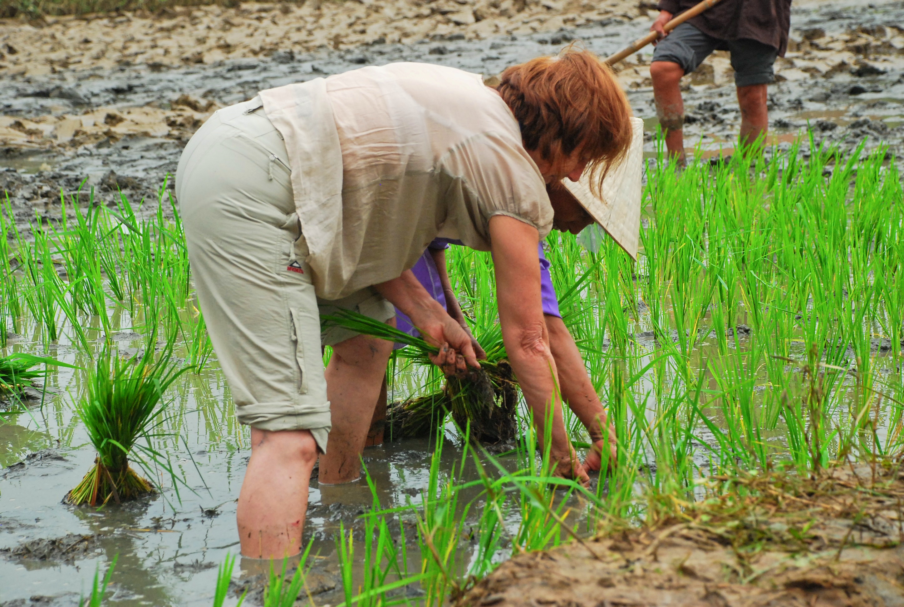 Hoi An Wet Rice Farmer Tour – Half Day