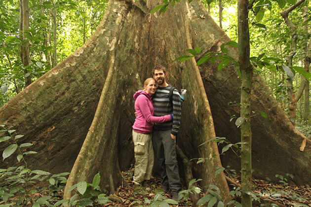 Old Tree in Cuc Phuong National Park Ninh Binh