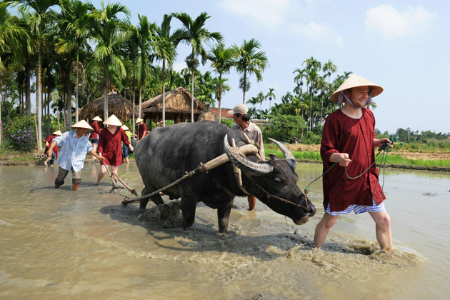 Riding water buffalo in rice paddy fields, Hoi An