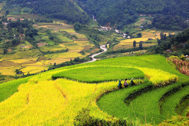 Rice Terraced in Lao Chai Village, Sapa Tours, Sapa, Cozy Vietnam Travel