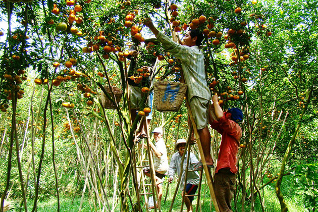 Orchard fruit garden Mekong Delta, Tan Phong Island, Cozy Vietnam Travel, Vietnam Tours